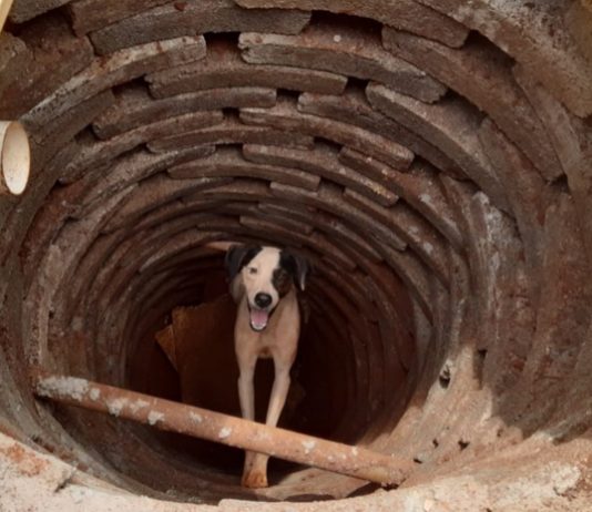 Cachorro cai em fossa e é resgatado por bombeiros, em Rio Verde